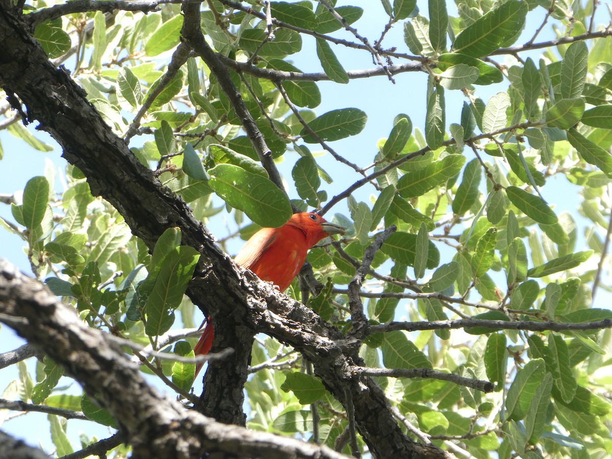 Summer Tanager - ML583329561