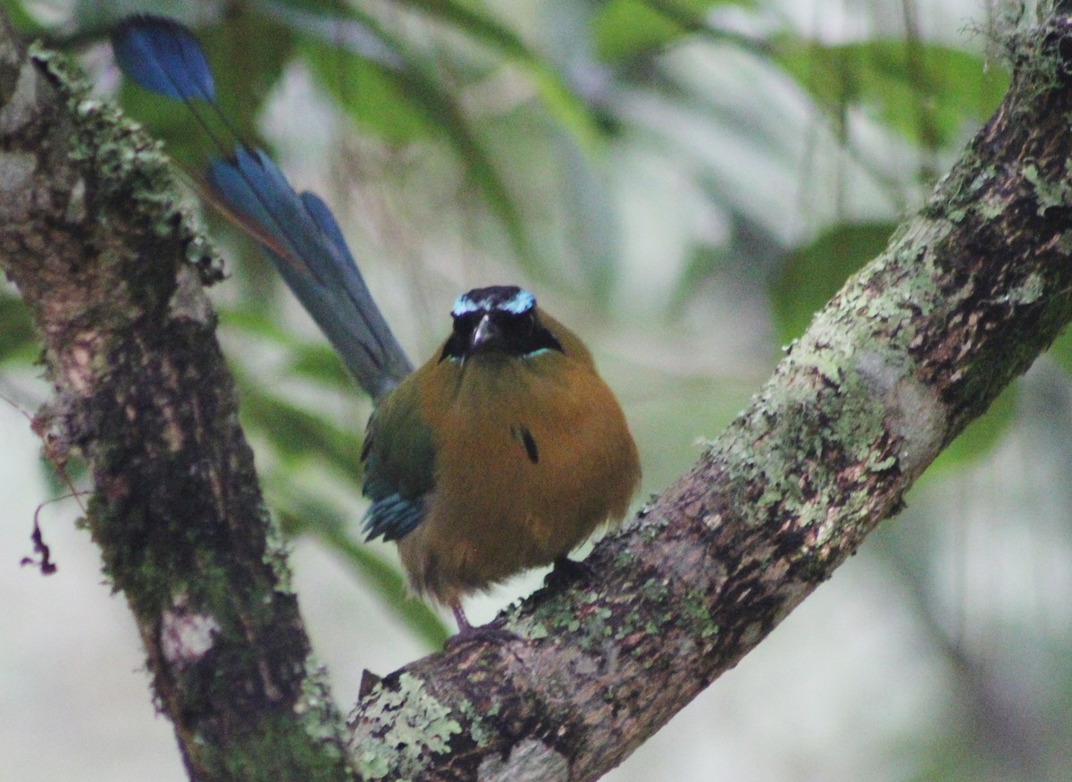 Lesson's Motmot - Mario Trejo