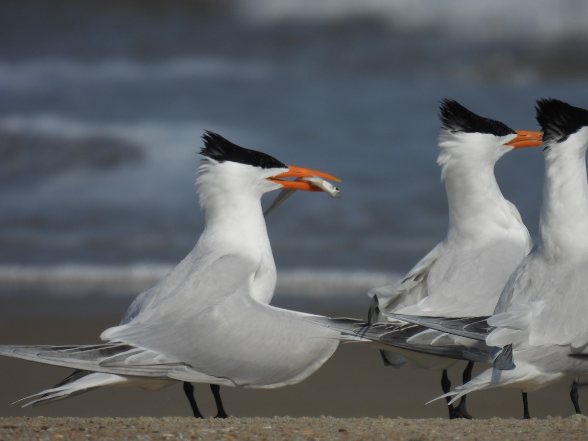 Royal Tern - Scott Peterson