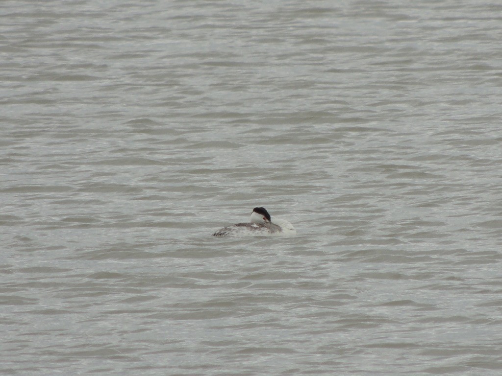 Clark's Grebe - ML583330181