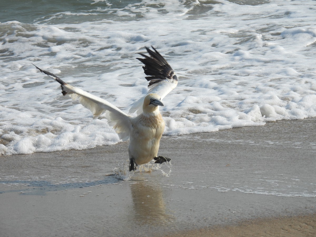 Northern Gannet - ML583330931