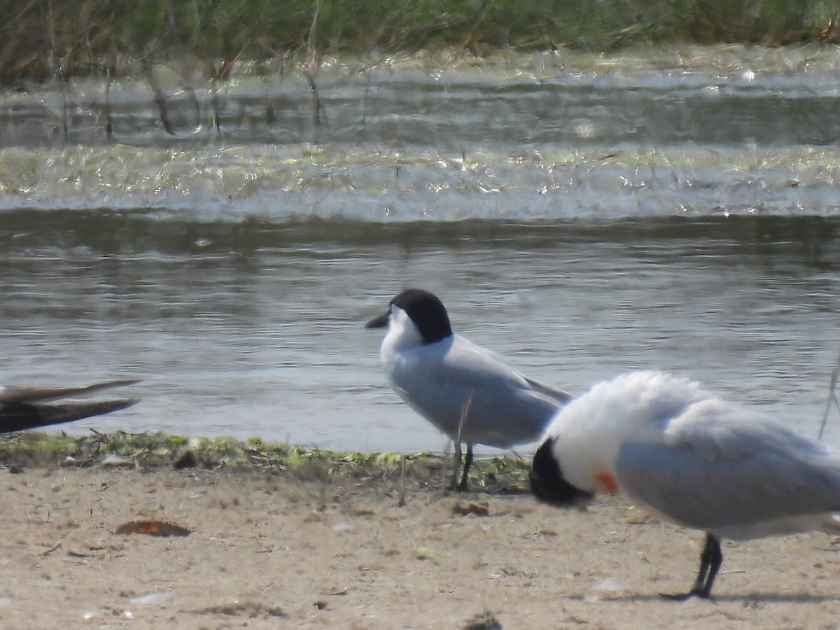 Gull-billed Tern - Scott Peterson