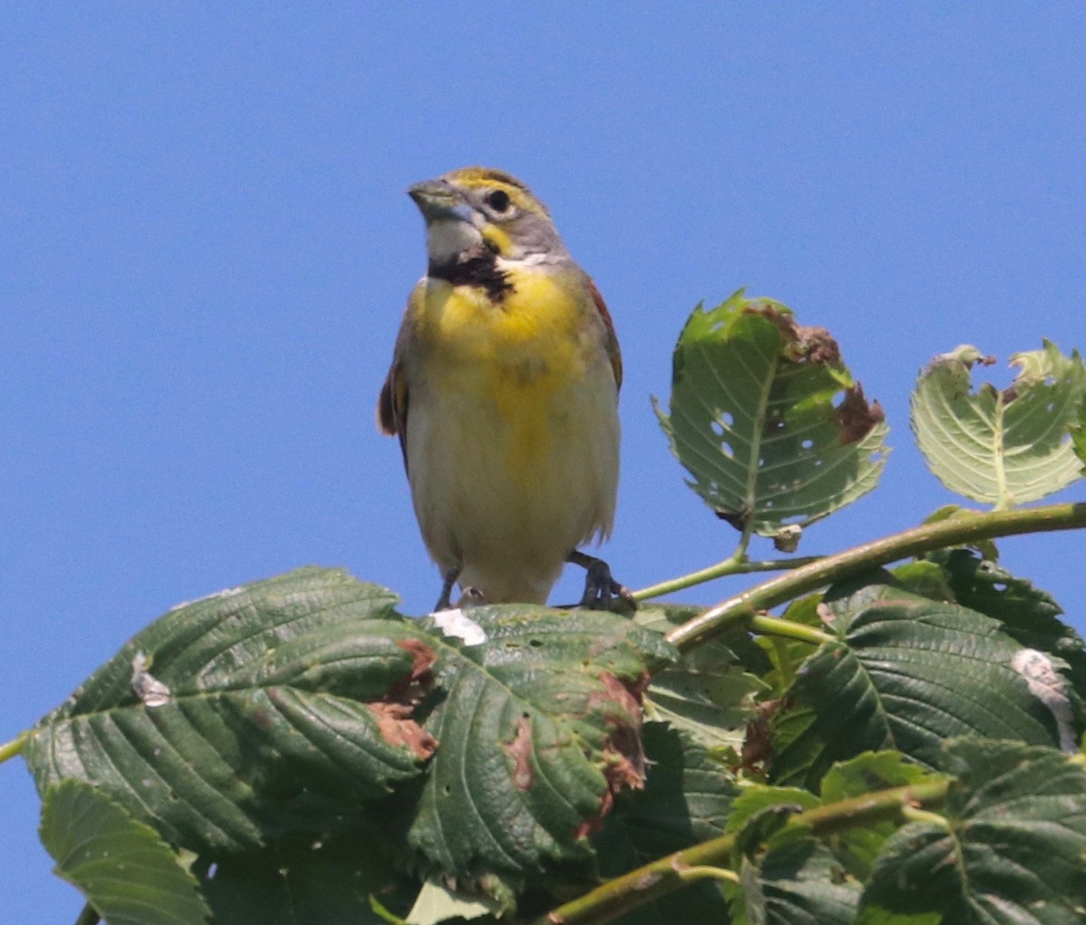 Dickcissel - ML583332581