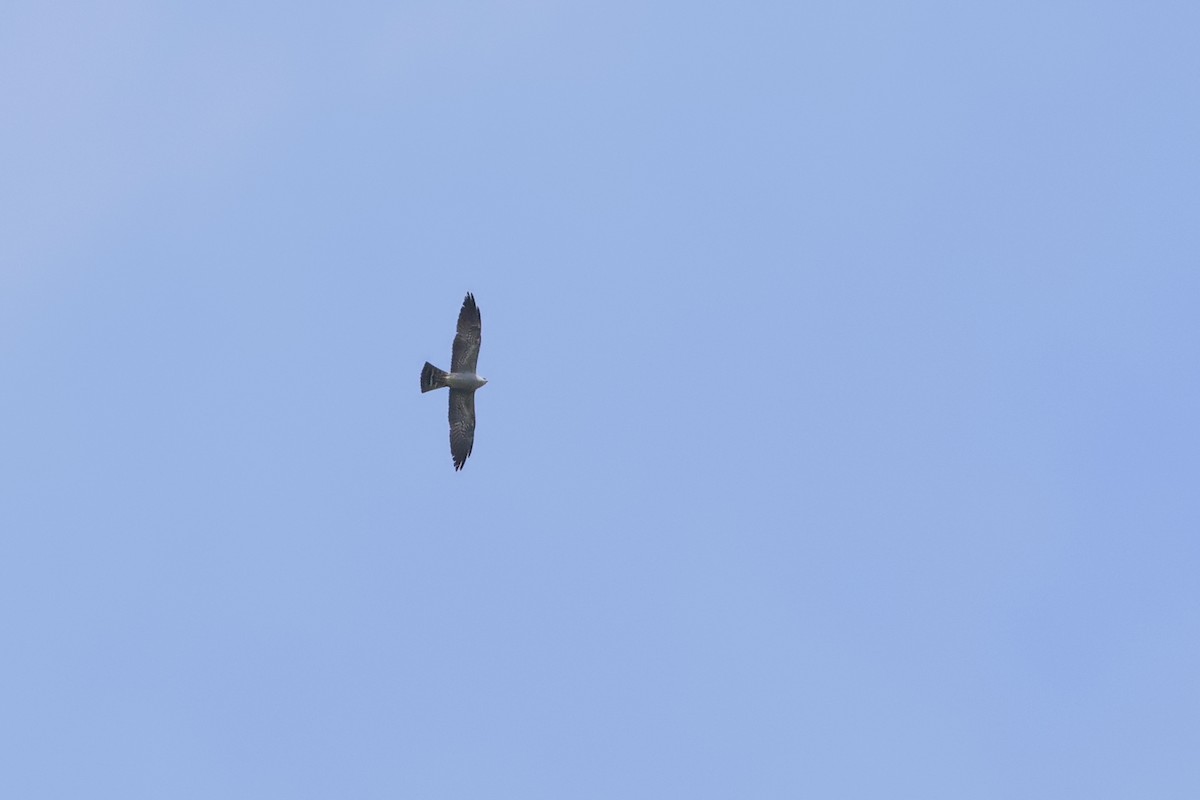 Mississippi Kite - Jeff Ellerbusch