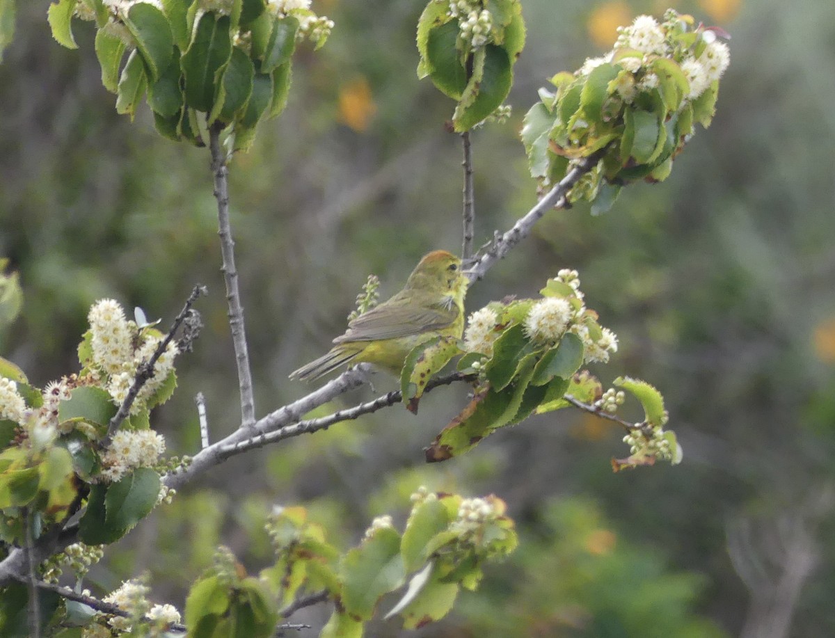 Orange-crowned Warbler (lutescens) - ML583332961