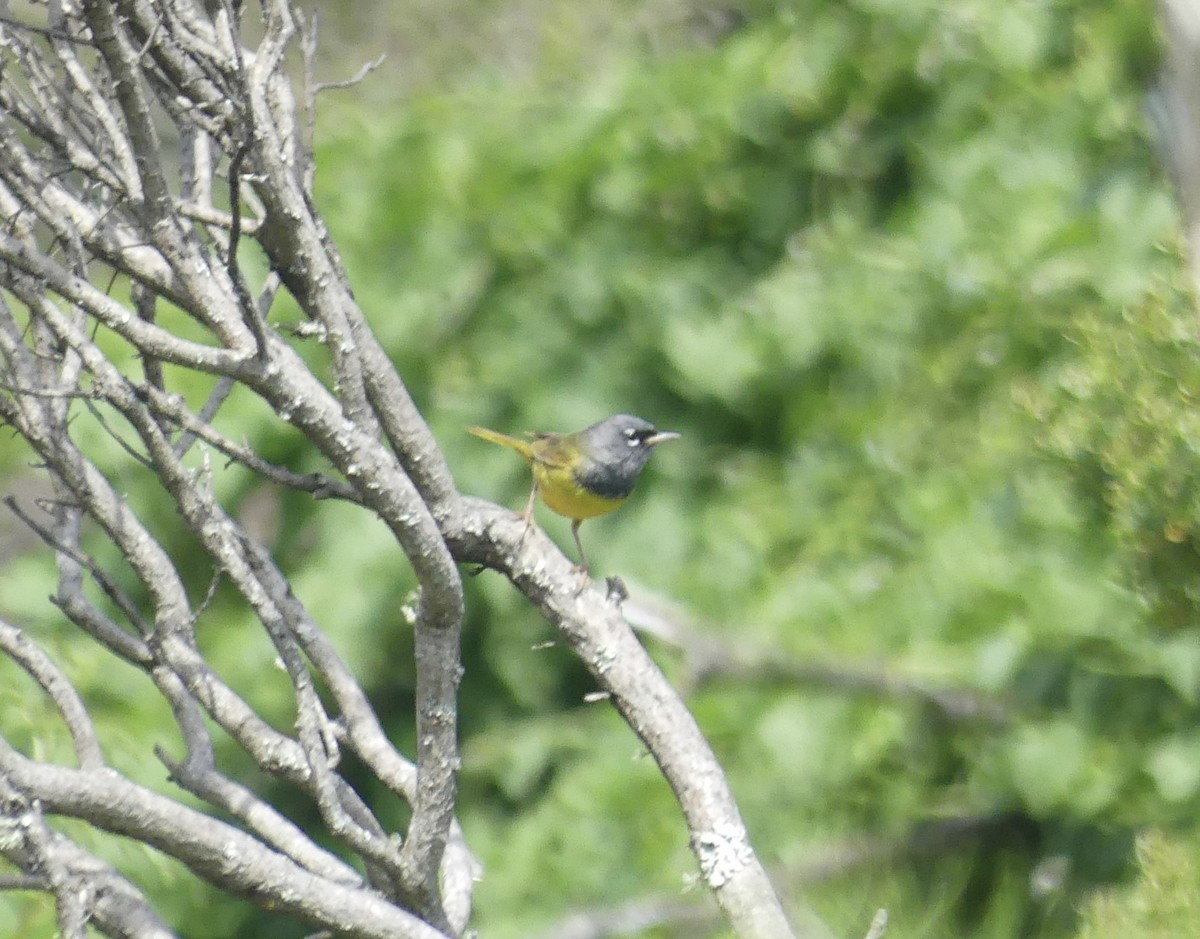 MacGillivray's Warbler - Cédric Duhalde