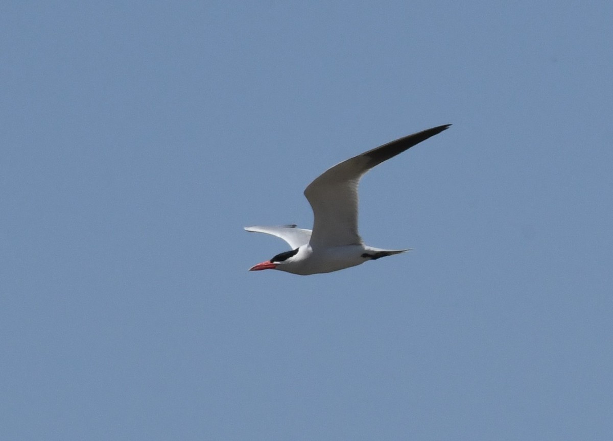 Caspian Tern - ML583333241