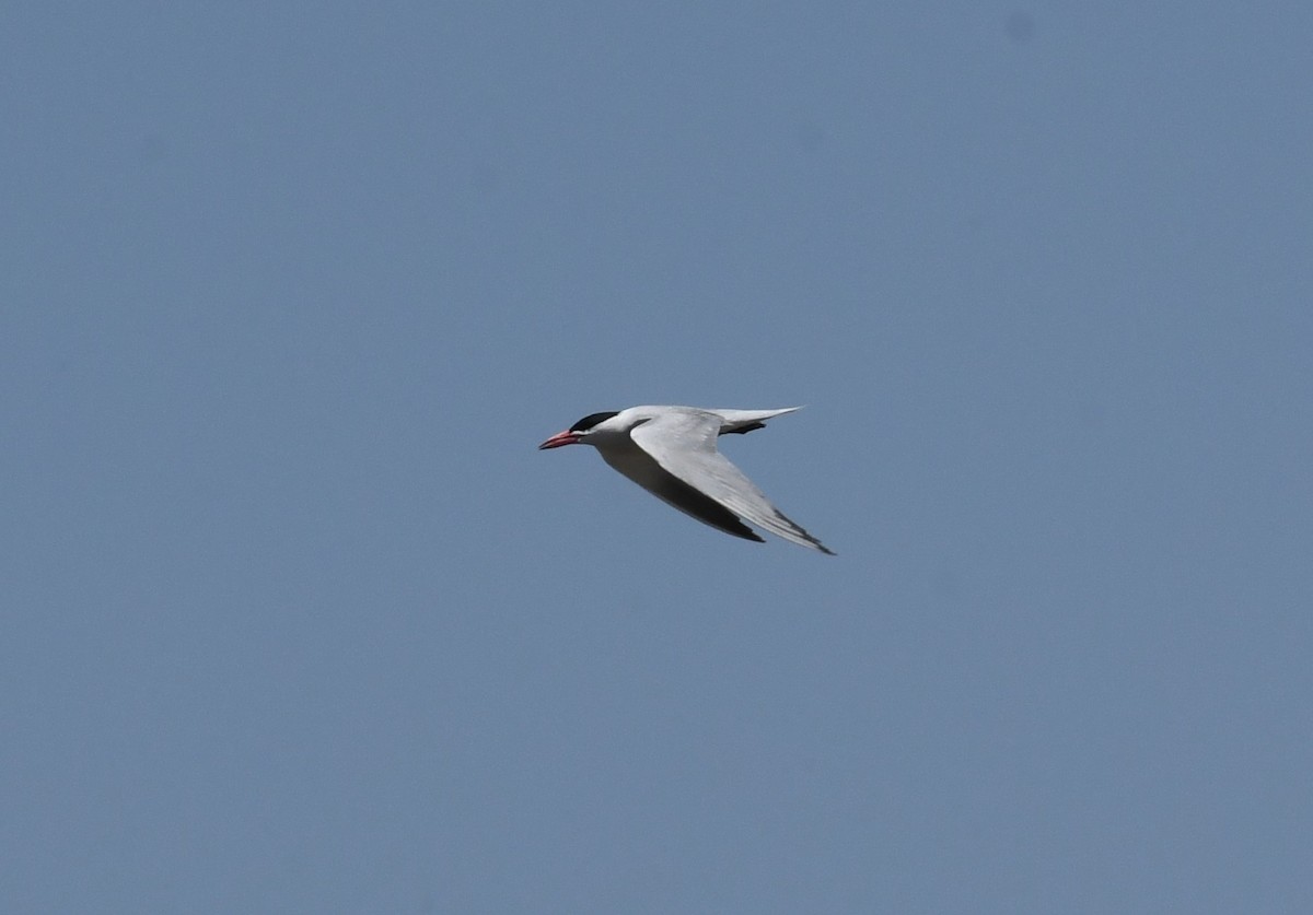 Caspian Tern - Joe Girgente