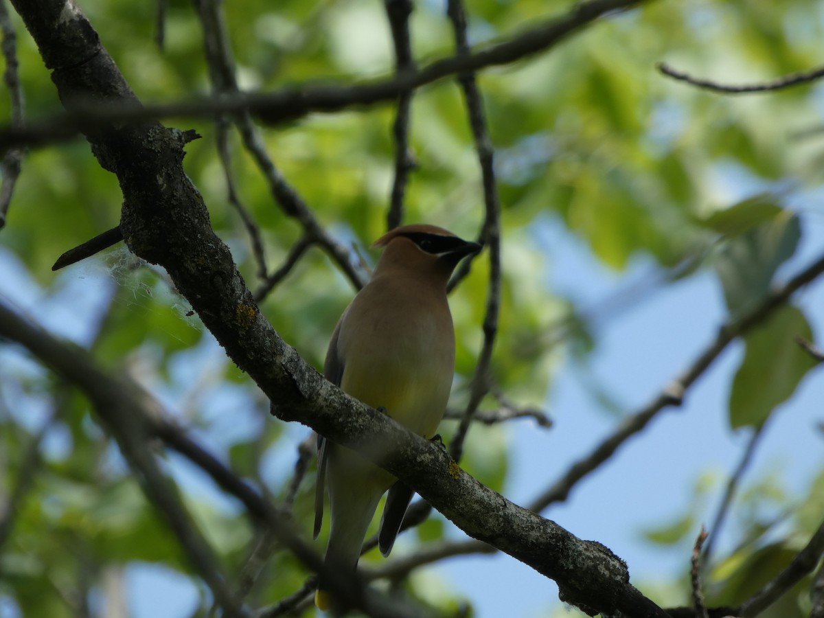 Cedar Waxwing - ML583334341