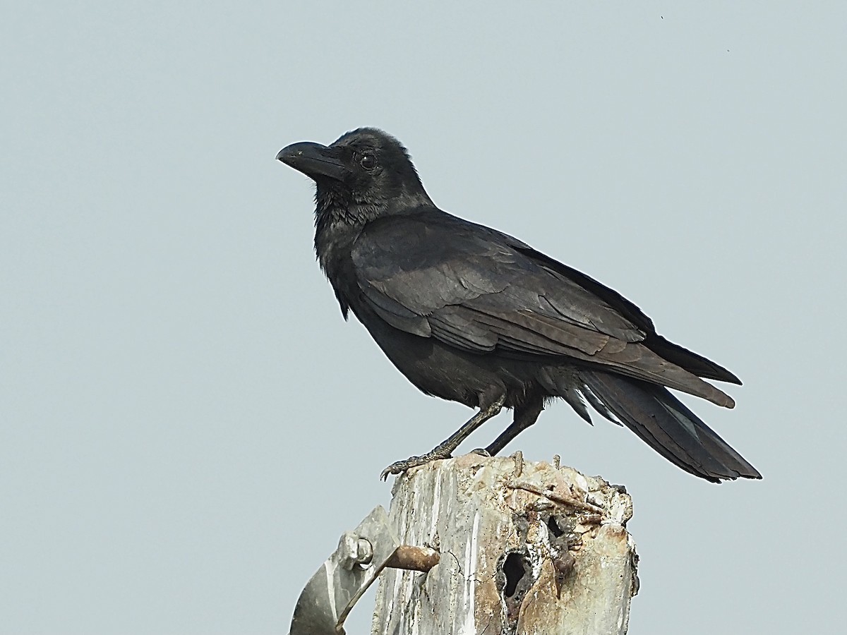 Large-billed Crow - ML583334791
