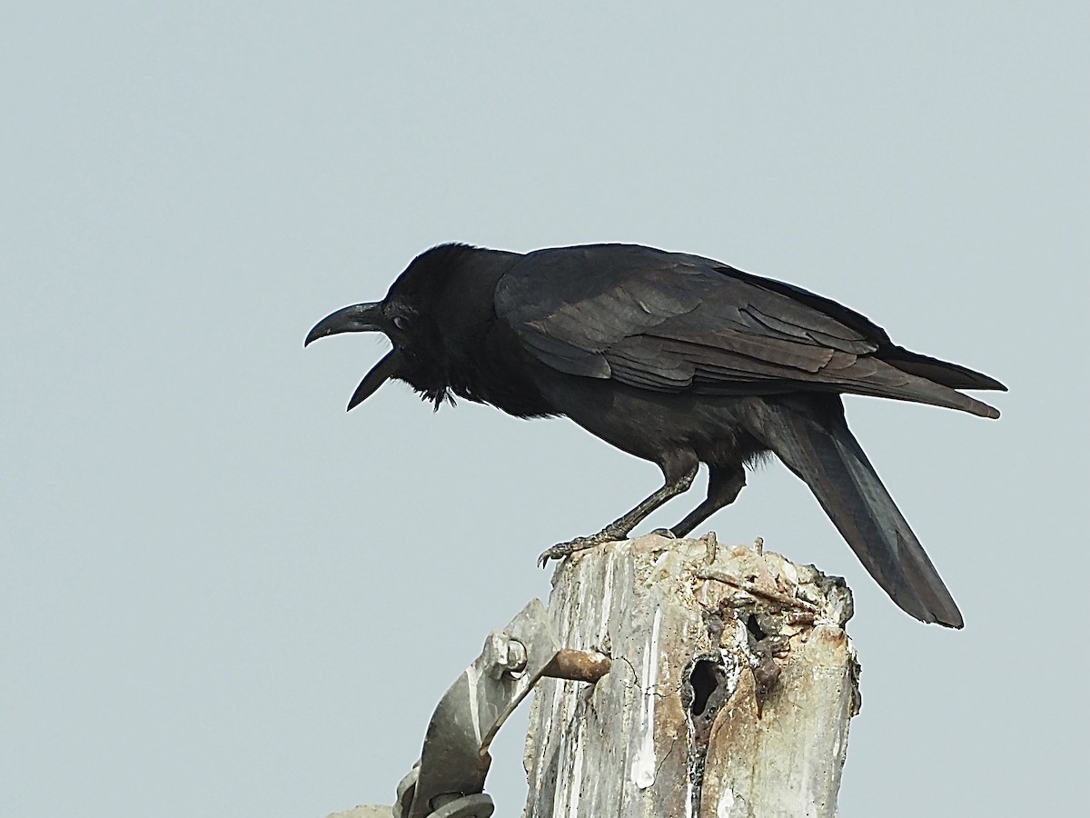 Large-billed Crow - ML583334801
