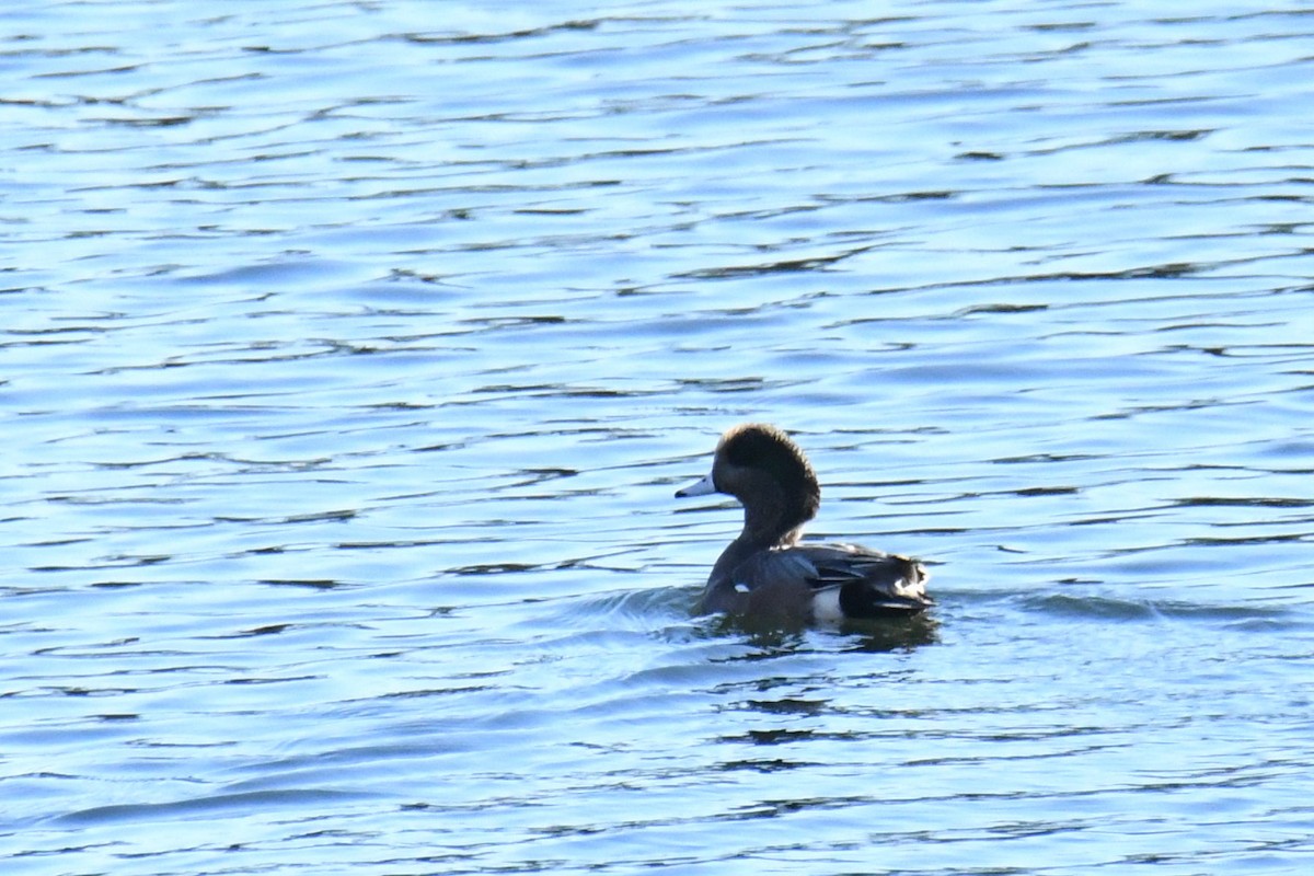 American Wigeon - ML583335271