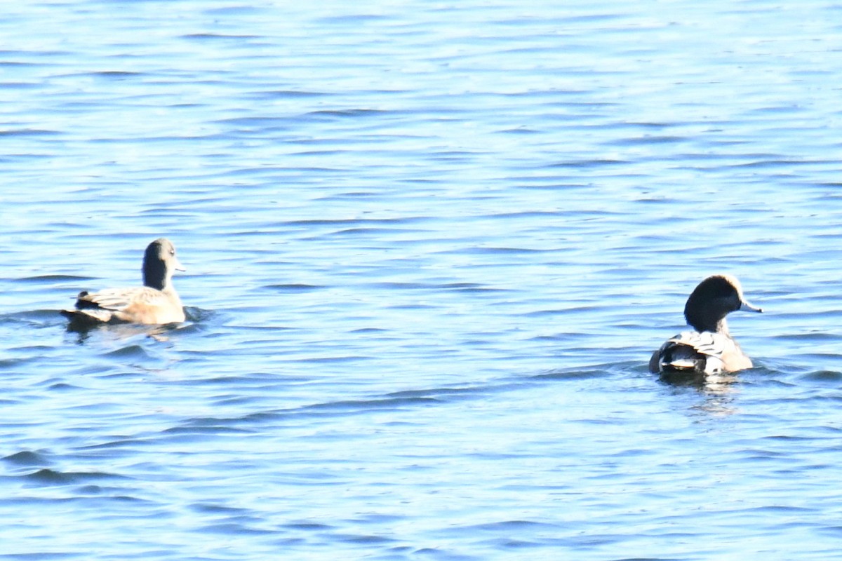 American Wigeon - ML583335281