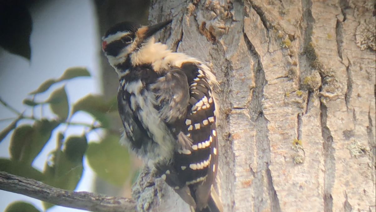 Hairy Woodpecker - ML583335301