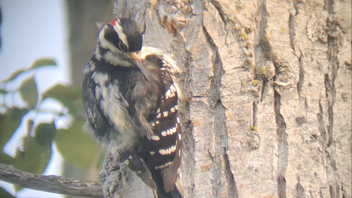 Hairy Woodpecker - ML583335311