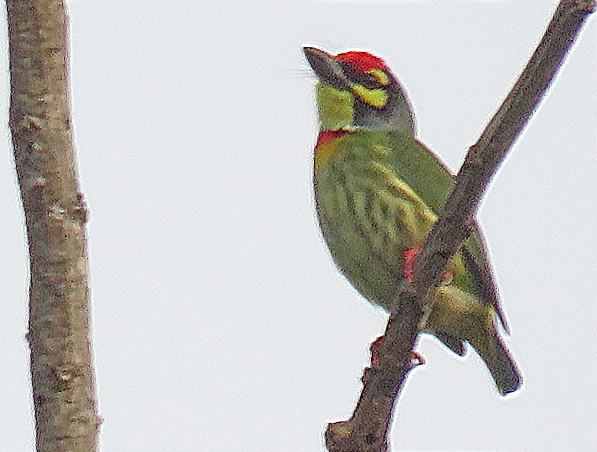 Coppersmith Barbet - ML583336621