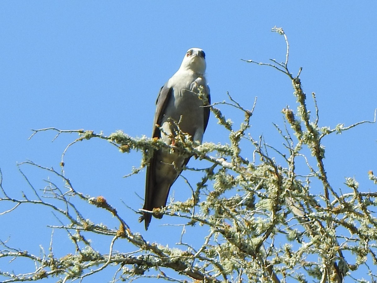 Mississippi Kite - ML583337961