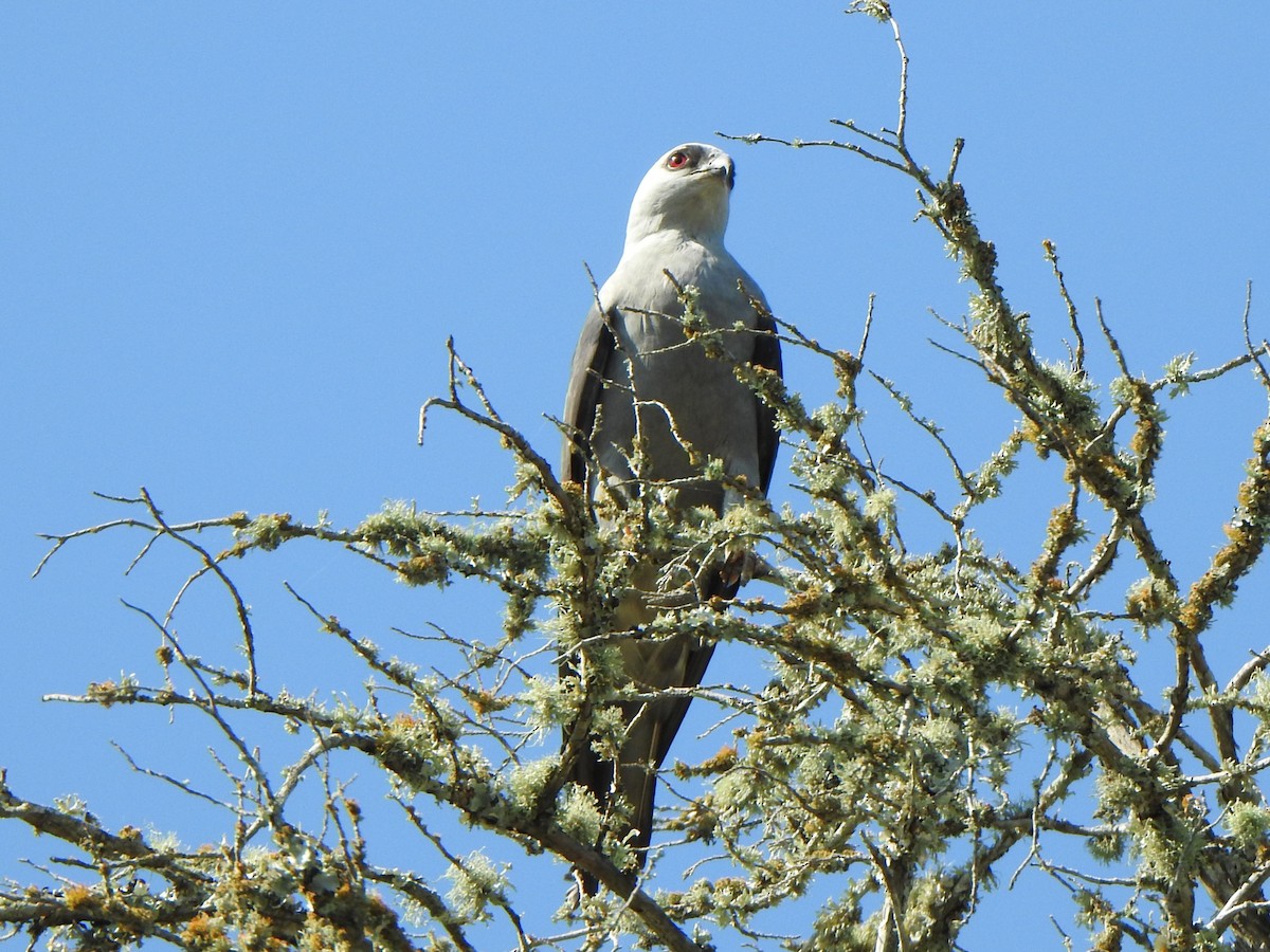 Mississippi Kite - ML583337971