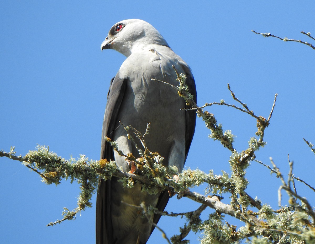 Mississippi Kite - ML583338001