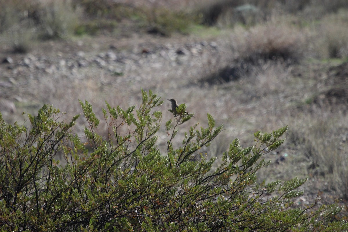 Great Shrike-Tyrant - Anonymous