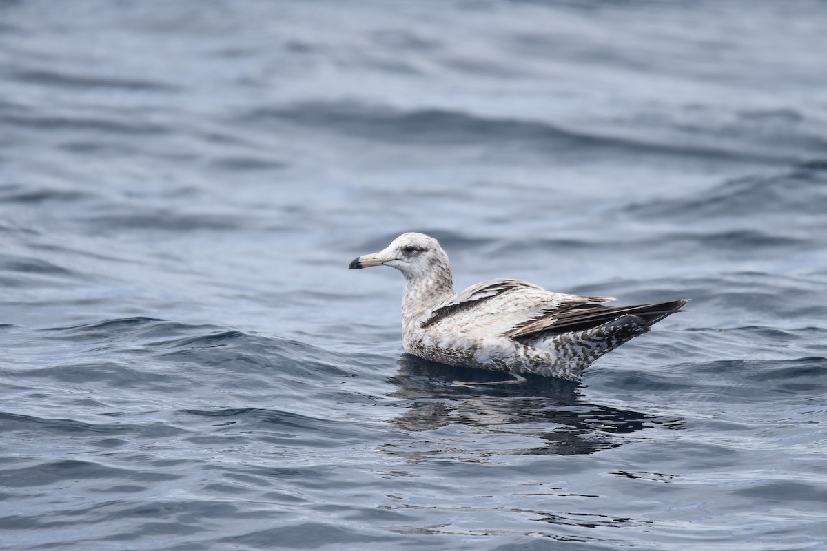 California Gull (albertaensis) - ML583339711