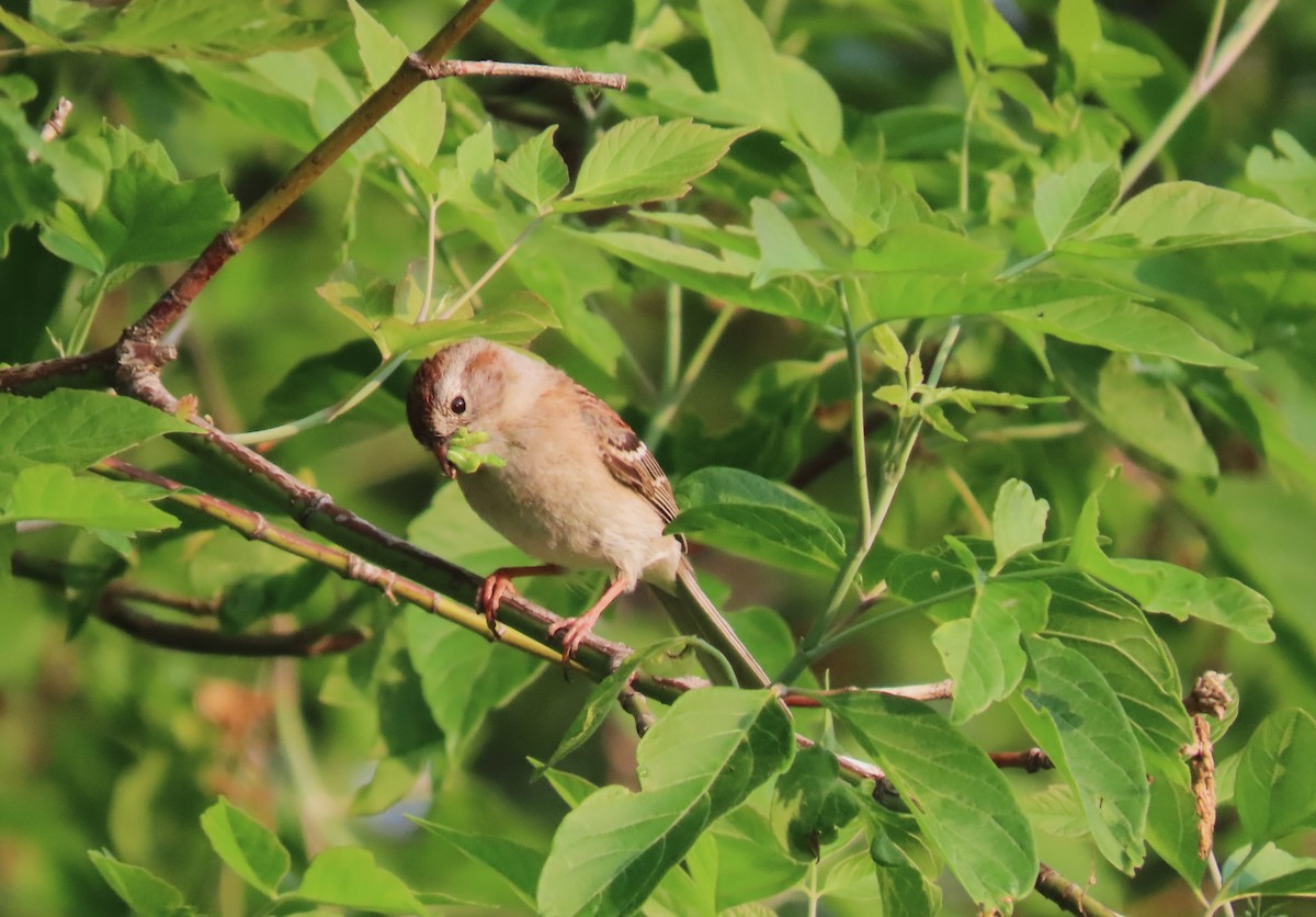 Field Sparrow - Samuel Lau