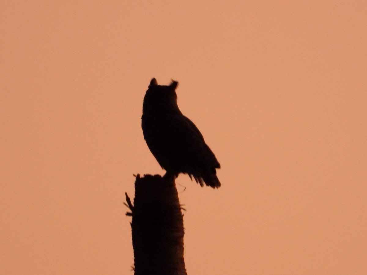 Great Horned Owl - Heath Harlan