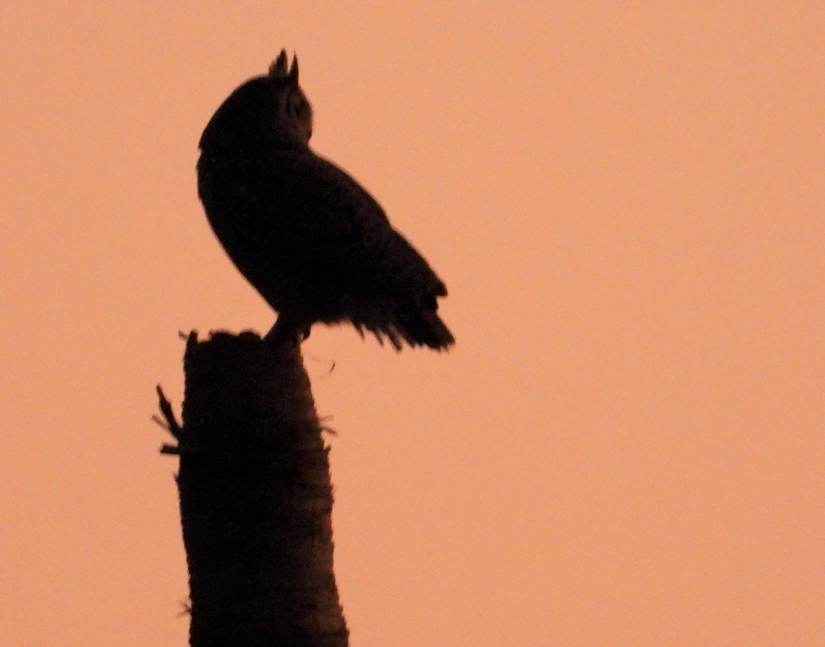 Great Horned Owl - ML583340661