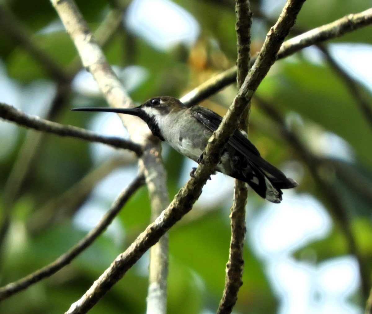 Long-billed Starthroat - Sheila Nale