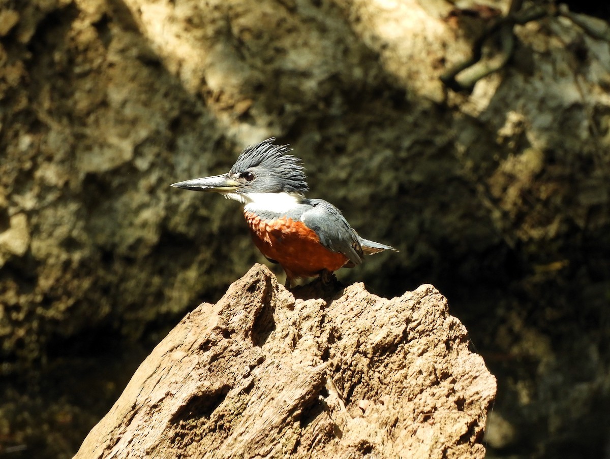 Ringed Kingfisher - Sheila Nale