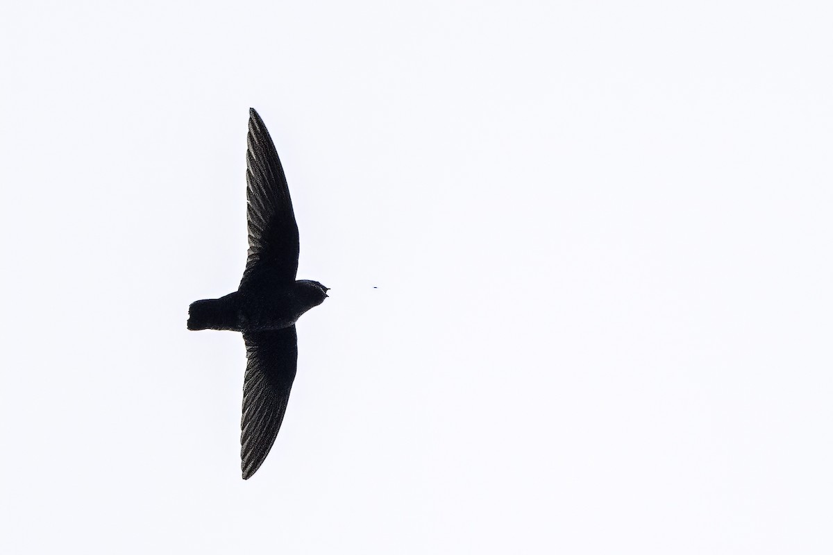 Black Swift - ML583341941