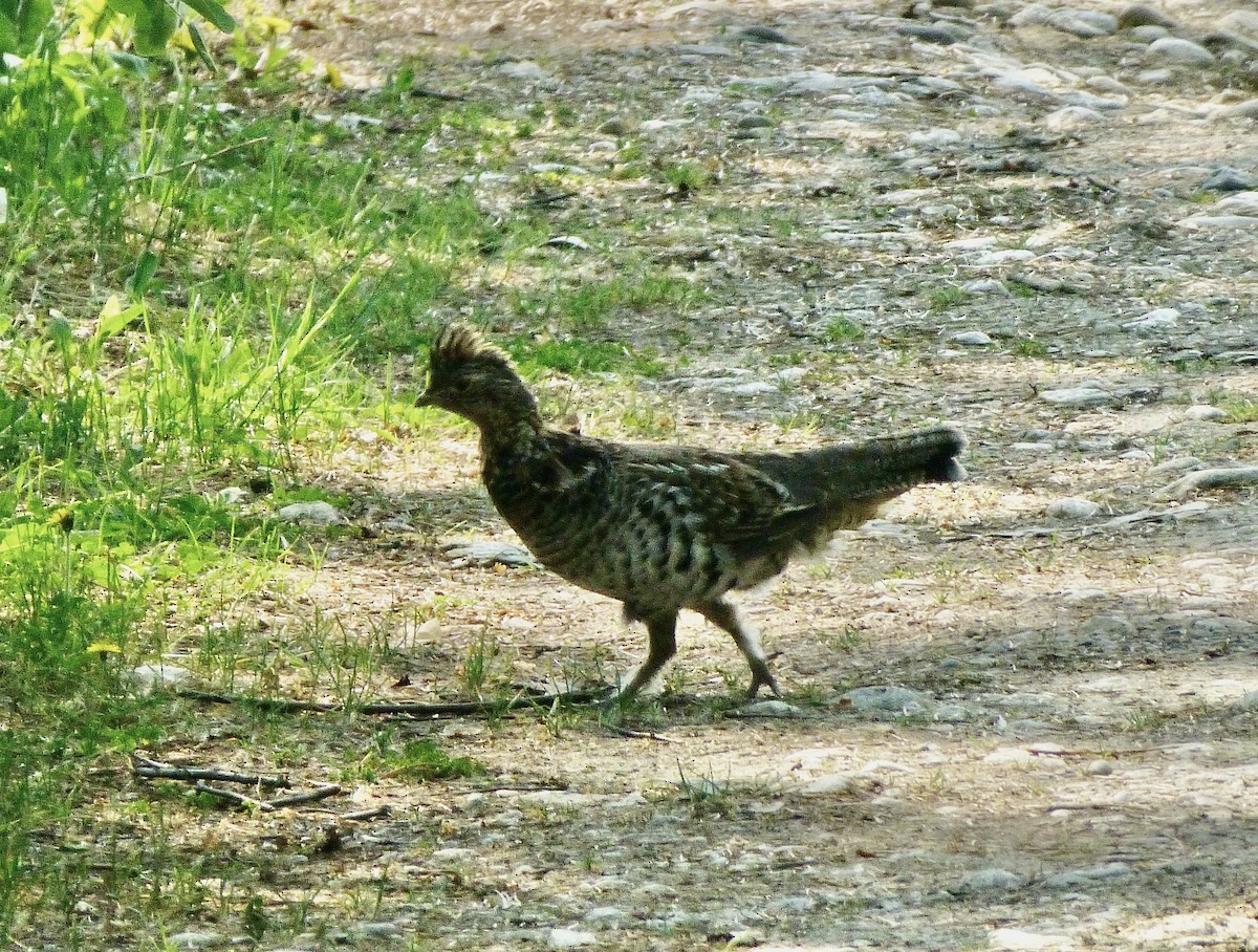 Ruffed Grouse - ML583343351