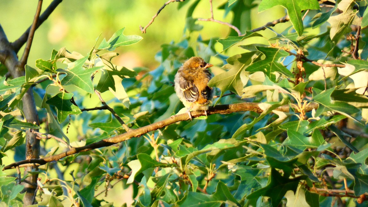 Scarlet Tanager - Jan Michalak