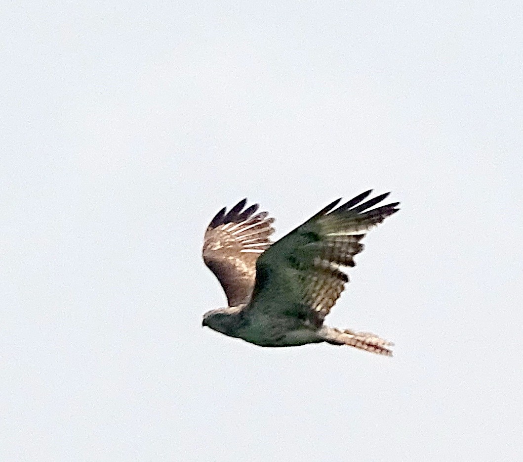Rotschwanzbussard - ML583345011