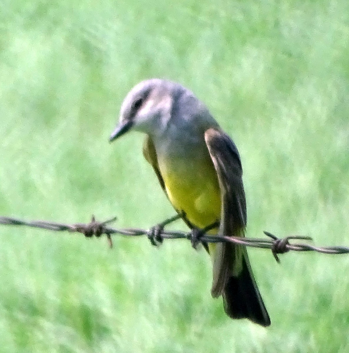Schmalschnabel-Königstyrann - ML583345441