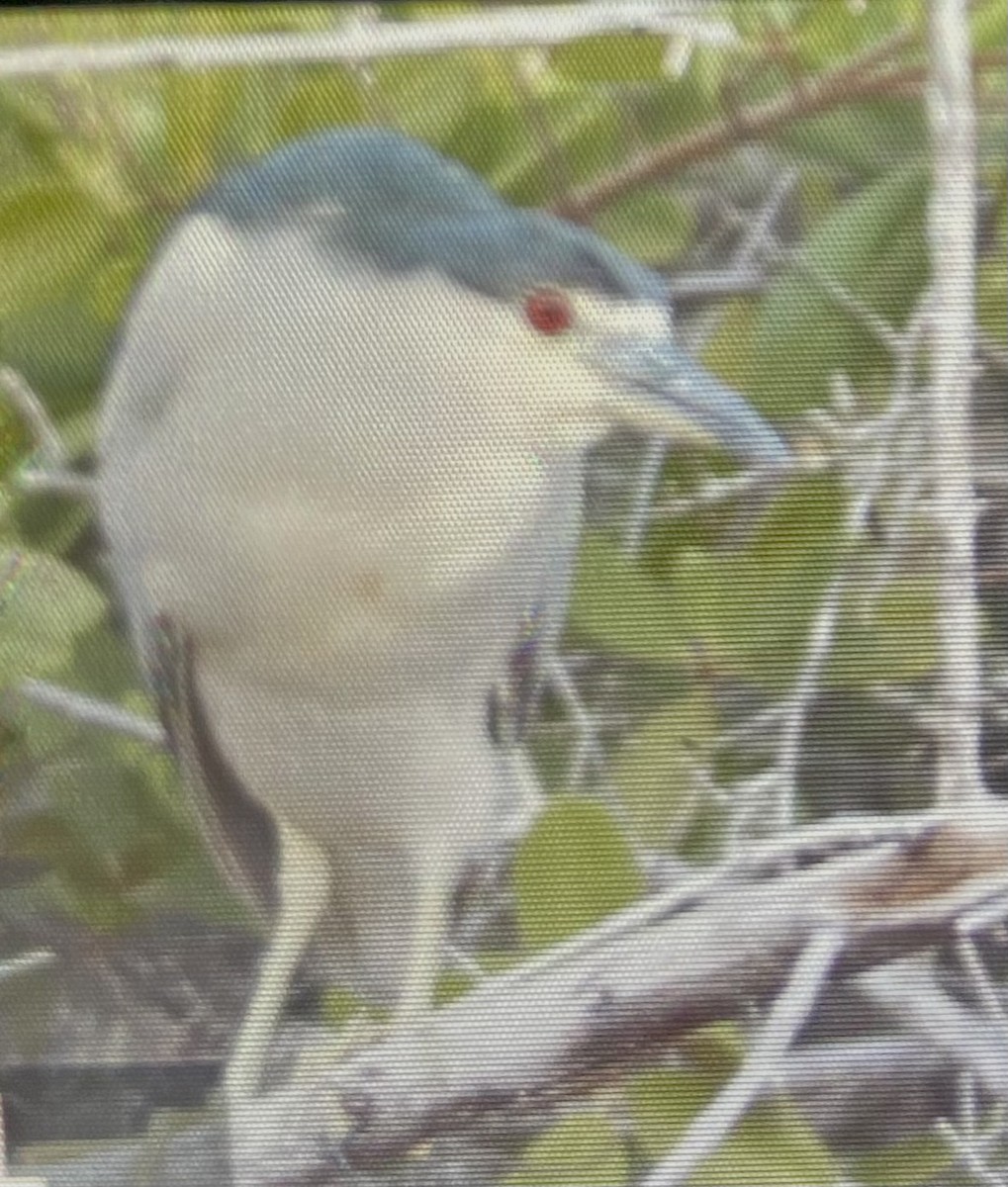 Black-crowned Night Heron - ML583345721