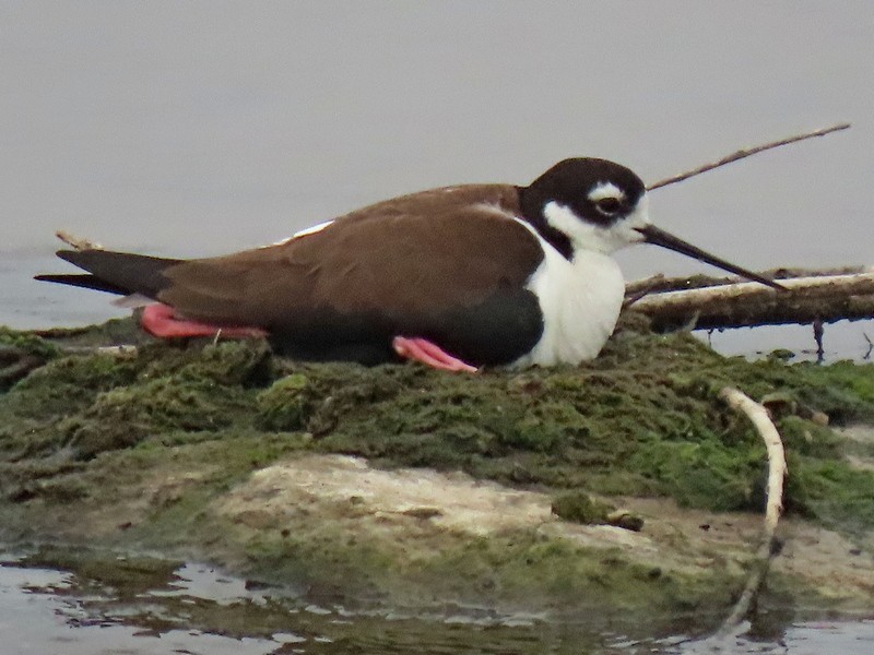 Cigüeñuela Cuellinegra - ML583346791