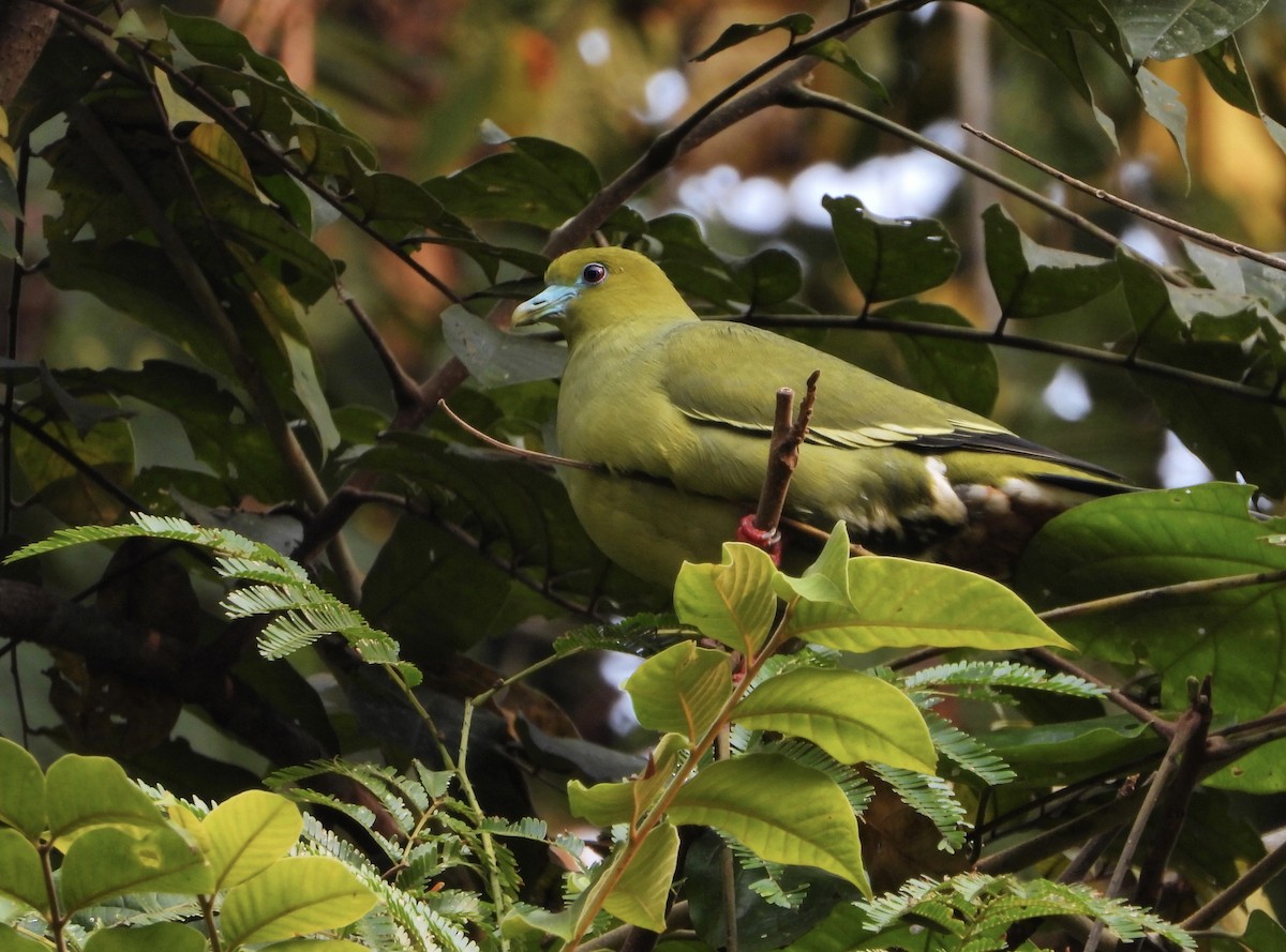 Pin-tailed Green-Pigeon - Ingkayut Sa-ar