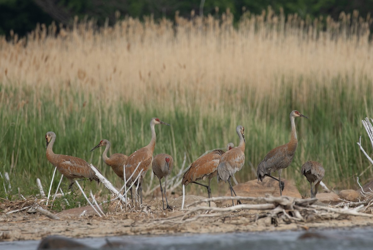 Sandhill Crane - ML583347871