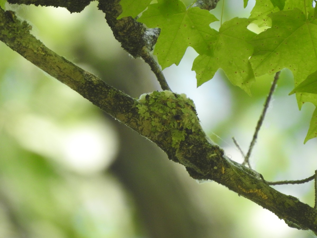 Ruby-throated Hummingbird - ML583348361