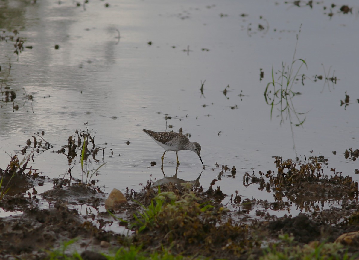 Wood Sandpiper - ML583349271