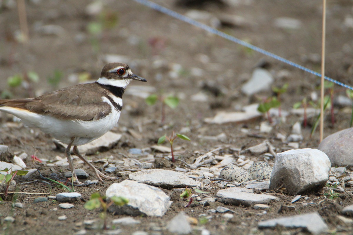 Killdeer - Luc Bourassa