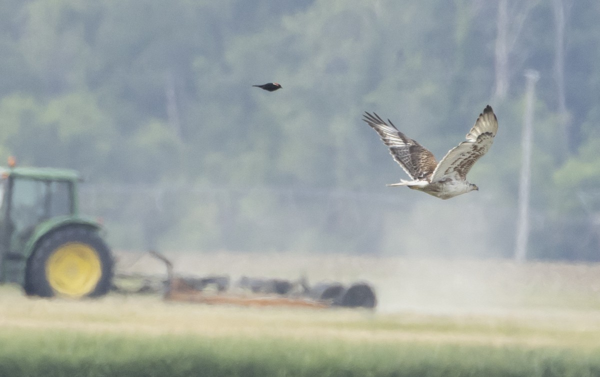 Ferruginous Hawk - ML583349931
