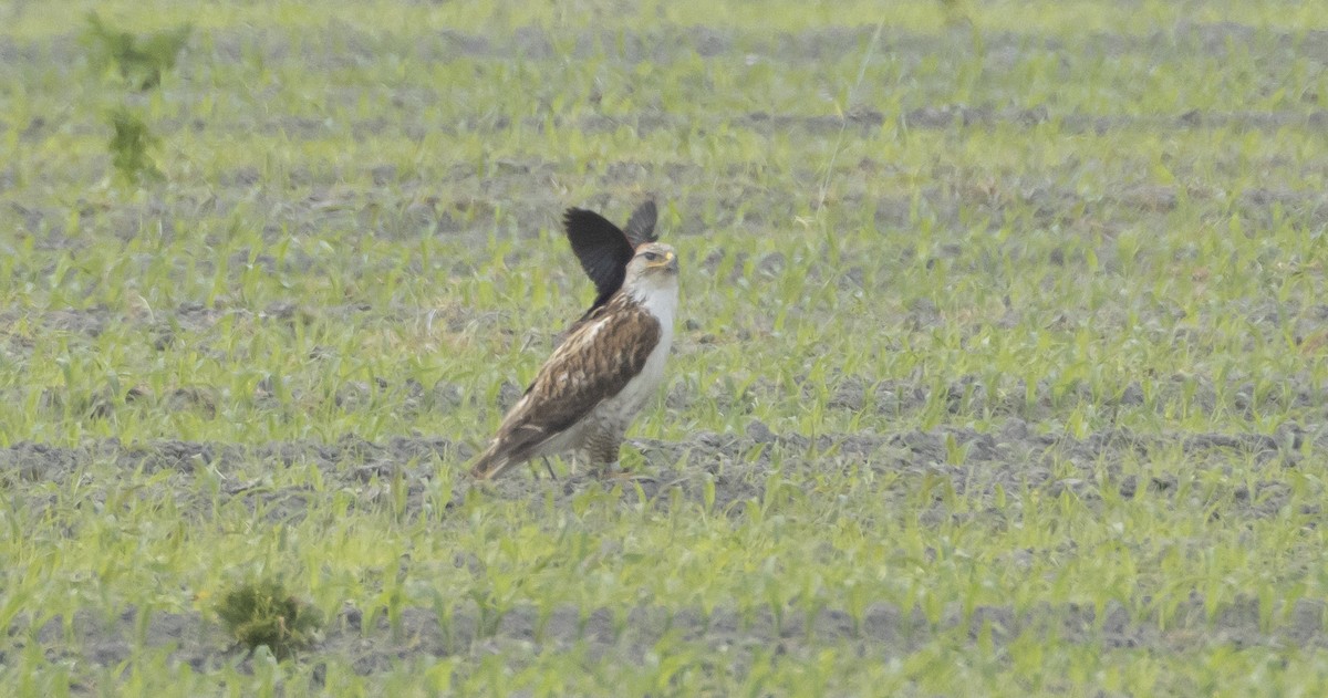 Ferruginous Hawk - ML583349941