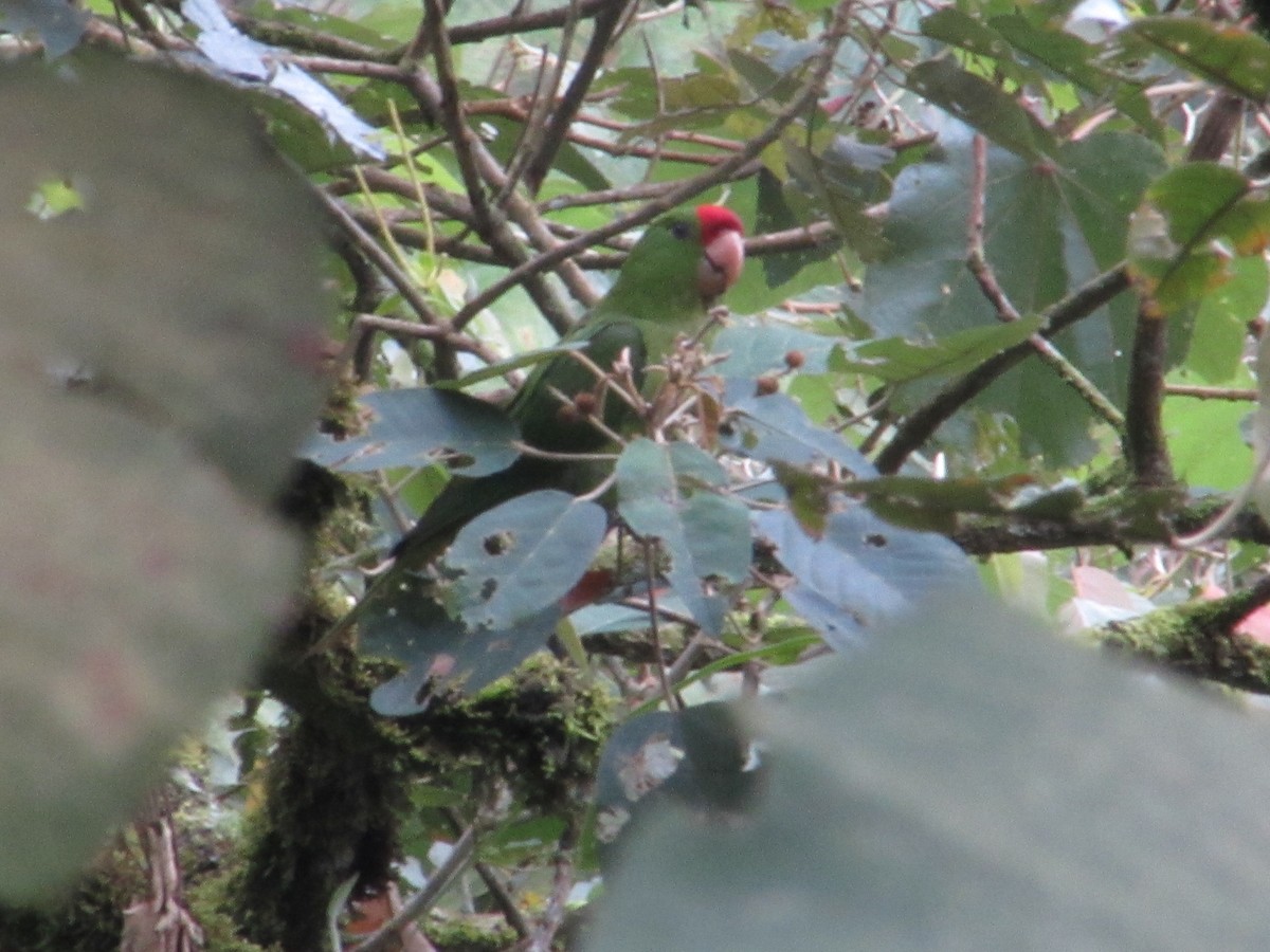 Scarlet-fronted Parakeet - ML583350611