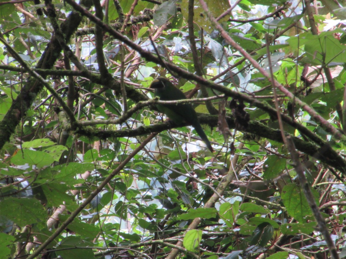 Toucanet à gorge blanche - ML583351191