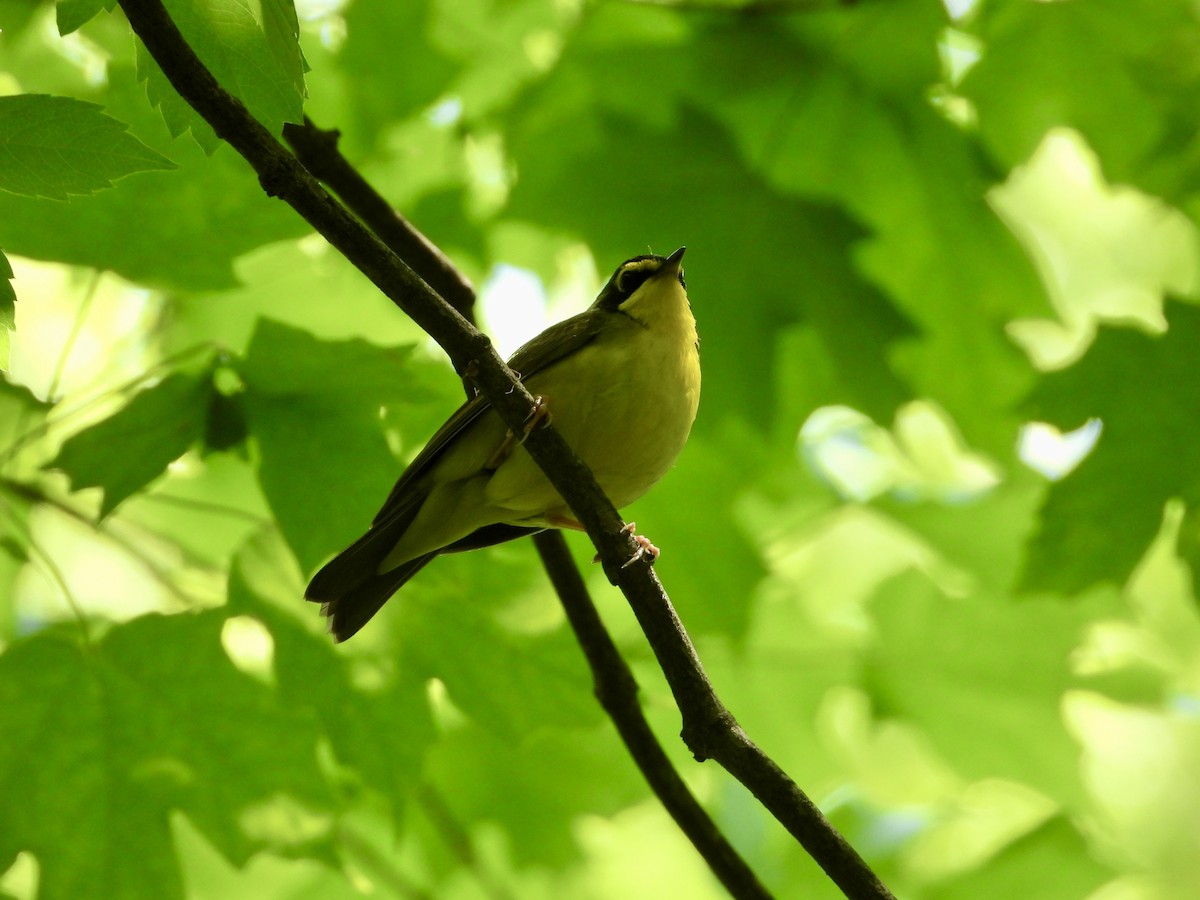 Kentucky Warbler - Kurt Emmert  🦆