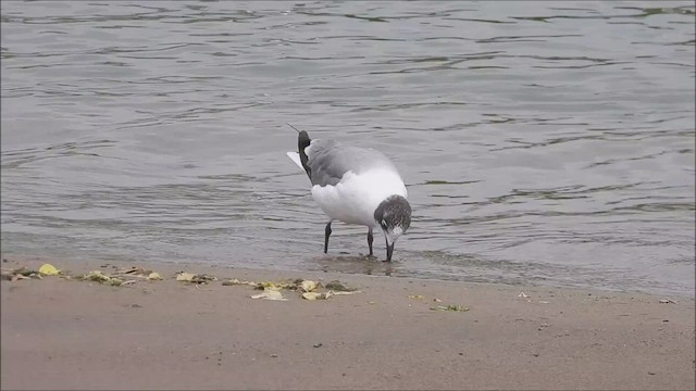 Franklin's Gull - ML583353651