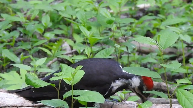 Pileated Woodpecker - ML583354491