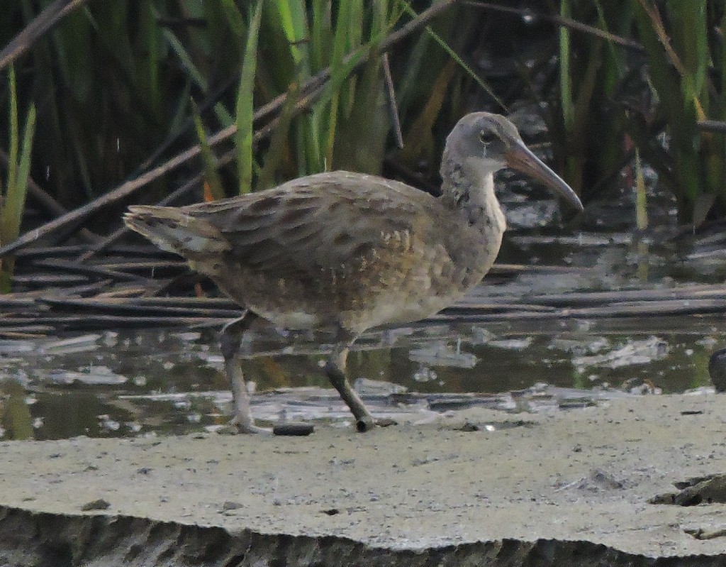 Clapper Rail - ML583354741